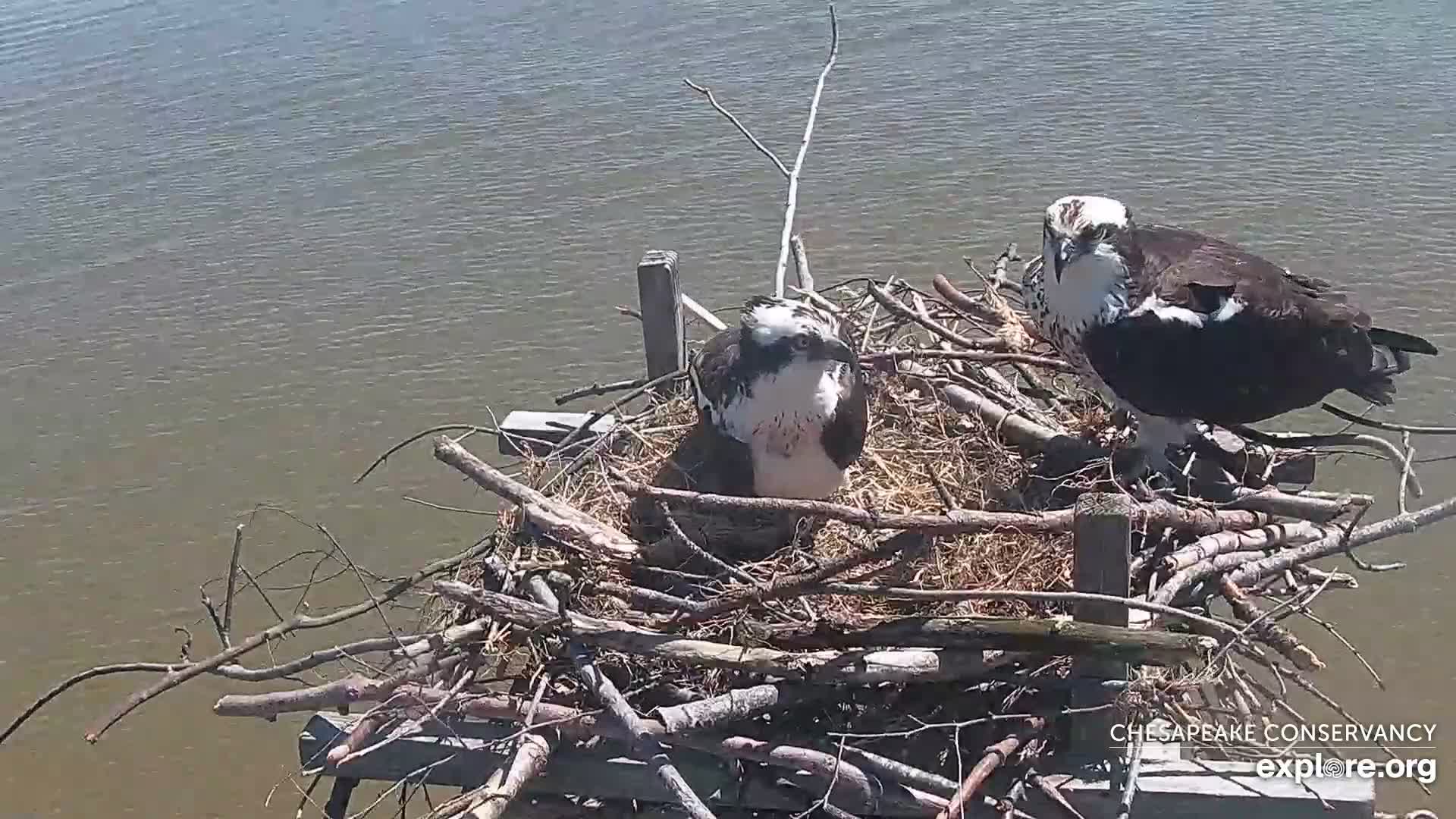 Chesapeake Osprey Cam - live video of an osprey nest | Explore.org