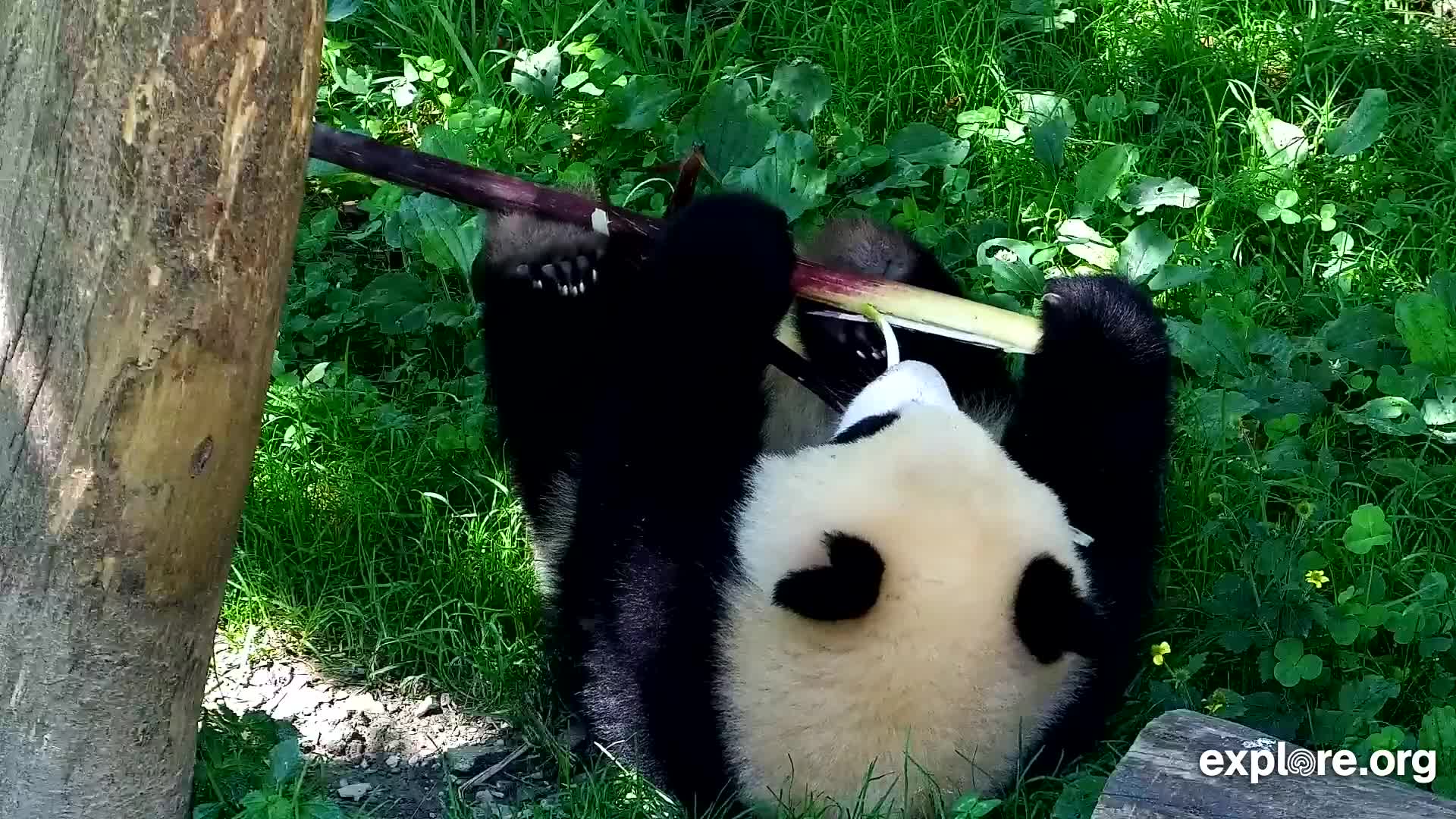 Giant Panda Cam - live stream from China | Explore.org